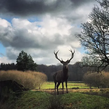 La Tiny Du Parc : Saint Symphorien Des Monts Lodge *